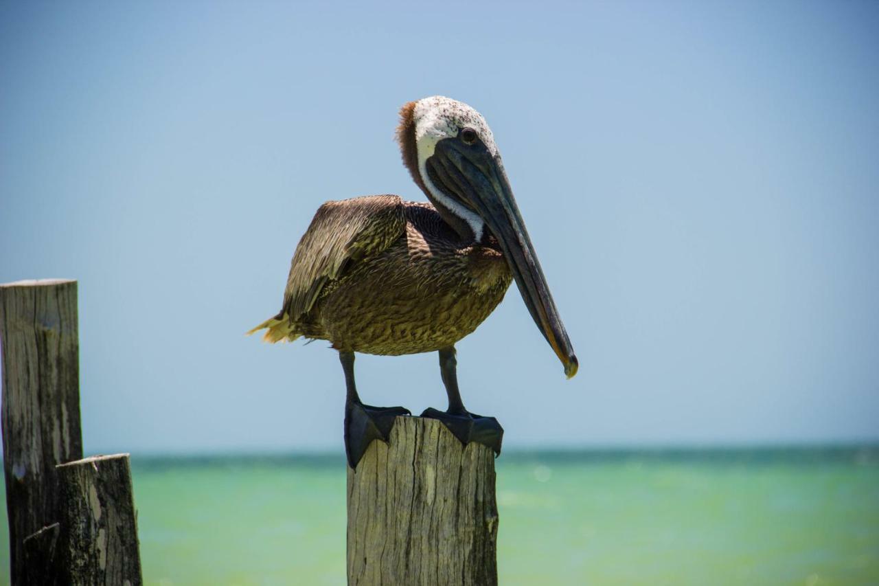 Golden Paradise Beach Ilha Holbox Exterior foto